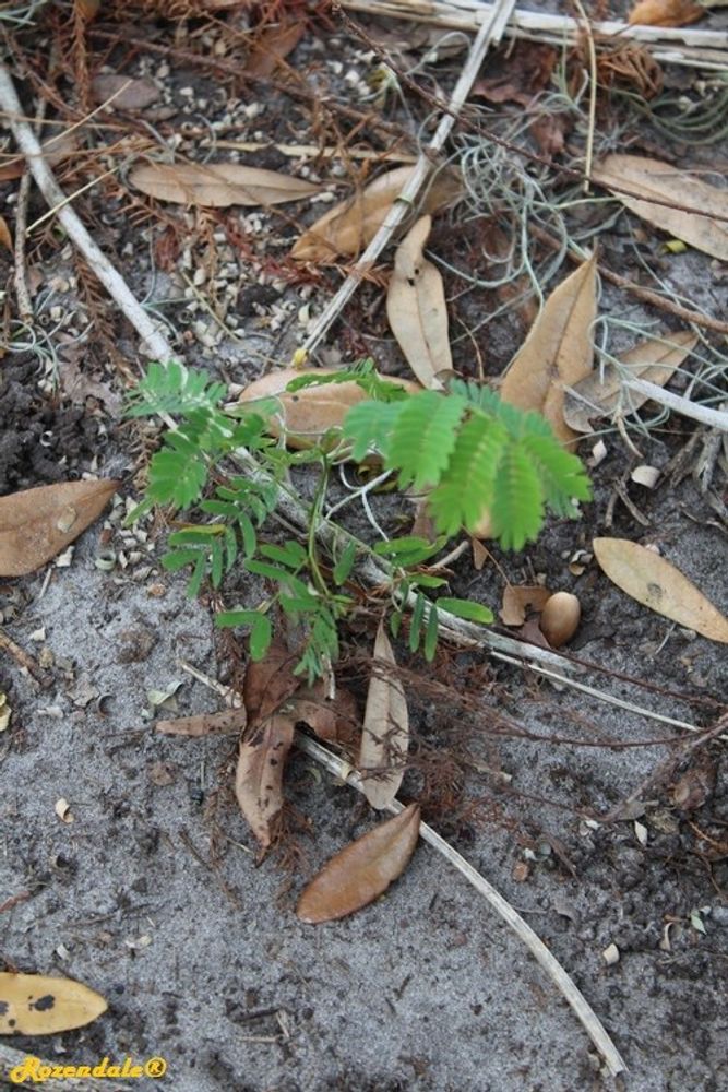 Seedling image, , Coral Gables, United States, 2017-02-22, Enterolobium cyclocarpum - Ear pod tree